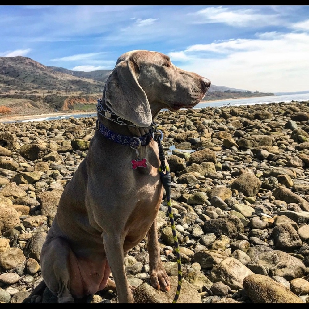 Meet your Posher, Nancy